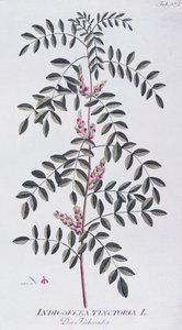 Prawdziwe indygo (Indigofera tinctoria) autorstwa Josepha Jacoba von Plencka (1735-1807), z Icones plantarum medicinalium, Wiedeń