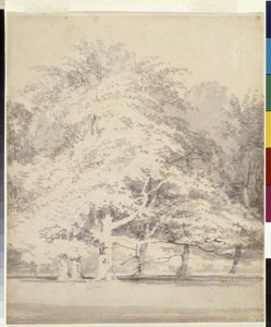 Buk (szary tusz rozmywa się po ołówku na białym papierze) autorstwa Joseph Mallord William Turner