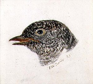 Kukułka, z Księgi ptaków Farnley, ok. 1816 (ołówek i akwarela na papierze) autorstwa Joseph Mallord William Turner