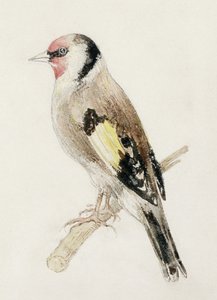 Szczygieł, z Farnley Book of Birds, ok. 1816 (ołówek i akwarela na papierze) autorstwa Joseph Mallord William Turner