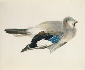 Jay, z Księgi ptaków Farnley, ok. 1816 (ołówek i akwarela na papierze) autorstwa Joseph Mallord William Turner