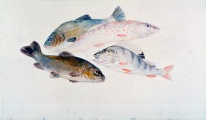 Studium ryb: dwa liny, pstrąg i okoń, ok. 1822-1824. autorstwa Joseph Mallord William Turner