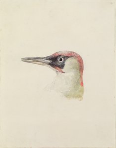 Dzięcioł, z Księgi ptaków Farnley, ok. 1816 (ołówek i akwarela na papierze) autorstwa Joseph Mallord William Turner