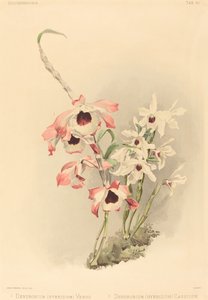 Dendrobium Hybridium Venus i Dendrobium Hybridium Cassiope.