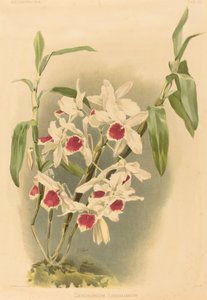 Dendrobium Leechianum autorstwa Joseph Mansell after Henry George Moon