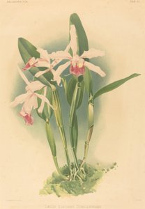 Laelia Elegans Schilleriana autorstwa Joseph Mansell after Henry George Moon