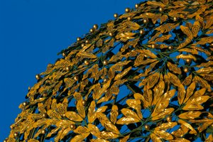 Kopuła kopuły wiedeńskiej secesji (Sezessionsstil lub Wiener Secession) (zdjęcie)