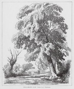 Full-Grown Elm (litografia)