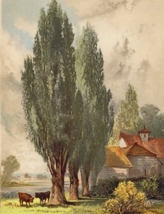Topole lombardzkie, scena angielska (kolorowa litografia)