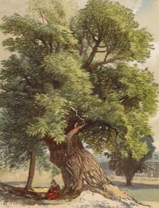 Old Chestnut (kolorowa litografia)