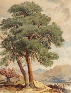 Szkocka jodła, scena Highland (kolorowa litografia)