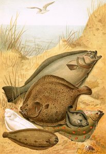 Płaska ryba