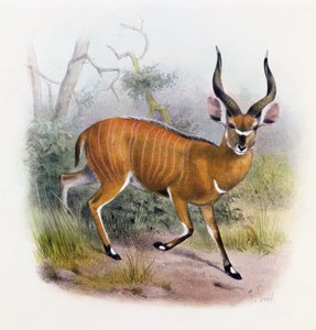 Szeroka antylopa rogata, z „Księgi antylop”,