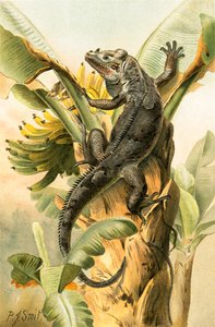 Czarna iguana