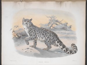 Felis uncia, Pantera śnieżna, z „Monografii kotowatych, czyli rodziny kotów” autorstwa Joseph and Smit J. Wolf