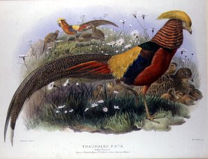 Thaumalea picta (Złoty Bażant) grawerowane przez M. & N. Hanhart autorstwa Joseph and Smit J. Wolf