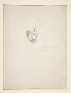 Kwiat autorstwa Joseph Stella