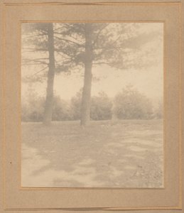 Krajobraz z drzewami, ok. 1900 (zdjęcie) autorstwa Joseph T. Keiley