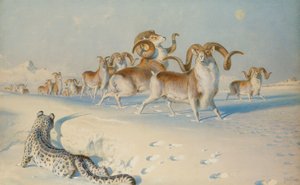 Śnieżna Pantera podchodzi do Ovisa Poli, autorstwa Joseph Wolf