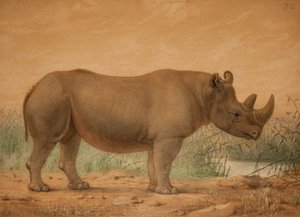 Nosorożec afrykański autorstwa Joseph Wolf