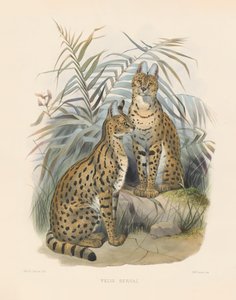  autorstwa Joseph Wolf