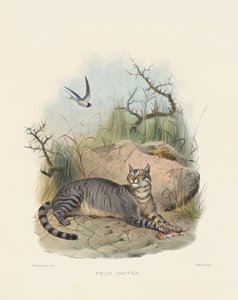 autorstwa Joseph Wolf