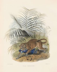  autorstwa Joseph Wolf