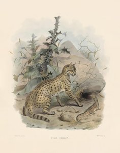 autorstwa Joseph Wolf