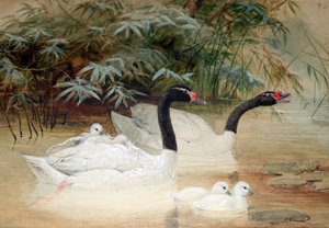 Łabędź czarnoszyi (Cygnus nigricollis), 1852-54 autorstwa Joseph Wolf