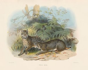  autorstwa Joseph Wolf