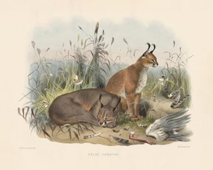  autorstwa Joseph Wolf