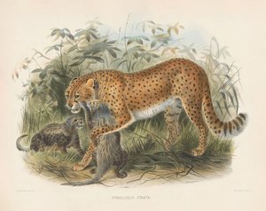  autorstwa Joseph Wolf