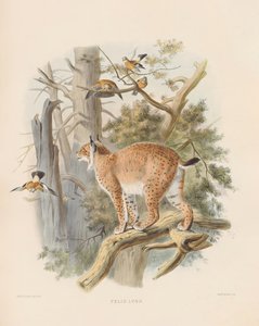  autorstwa Joseph Wolf