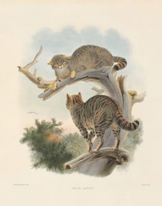  autorstwa Joseph Wolf