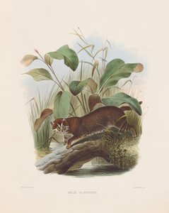  autorstwa Joseph Wolf