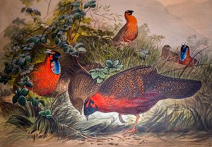 Tragopan rogaty, 1861 autorstwa Joseph Wolf