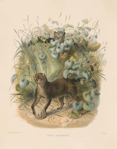  autorstwa Joseph Wolf
