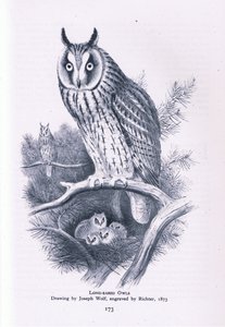 Sowa uszata, Nature in Britain, wyd. Collins, 1946 autorstwa Joseph Wolf