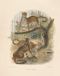  autorstwa Joseph Wolf