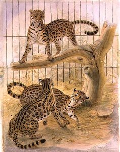 Oceloty w klatce autorstwa Joseph Wolf