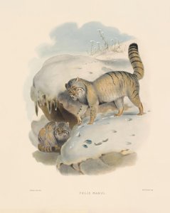  autorstwa Joseph Wolf