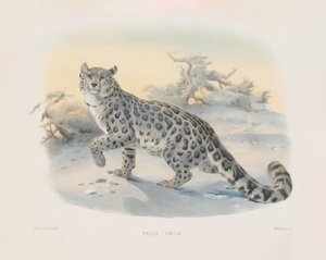  autorstwa Joseph Wolf