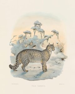  autorstwa Joseph Wolf