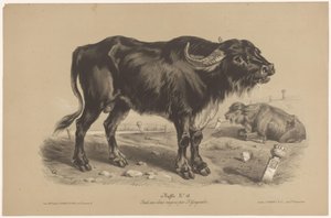 Bawół Buffalo (tytuł na obiekcie) Dierenstudies w twee soorten krijt (tytuł serii) Studium z dwoma ołówkami Z. Gengembre (tytuł serii)