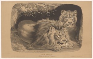 lew i lwica Lion et Lionne (tytuł na obiekcie) Badania na zwierzętach w dwóch rodzajach kredy (tytuł serii) Etiuda aux deux kredki par Z. Gengembre (tytuł serii na obiekcie)