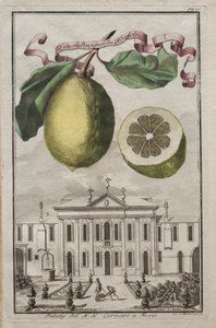Norymberskie Hesperydy: No125 - Limon Ponzino da Neapoli. Palazzo del N. H. Cornaro à Fiesso, c170