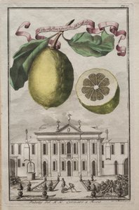 Nurnbergische Hesperides: nr 125 - Limon Ponzino z Neapolu. Palazzo del N. H. Cornaro w Fiesso