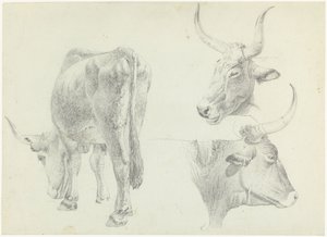 Trzy badania bydła włoskiego autorstwa Josephus Augustus Knip