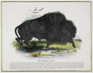 Bison amerykański, ilustracja edukacyjna wydana przez Towarzystwo Krzewienia Wiedzy Chrześcijańskiej