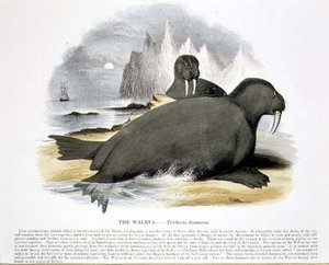 Pub ilustracja edukacyjna Mors (Trichecus rosmarus). przez Towarzystwo Krzewienia Wiedzy Chrześcijańskiej autorstwa Josiah Wood Whymper